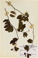 藏品(紅粉撲)的圖片